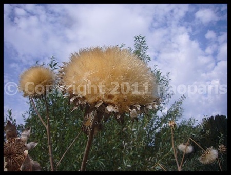 P2870955