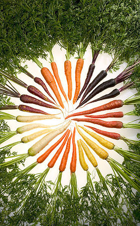 372px-Carrots_of_many_colors