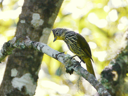 タテフヒヨドリ(Striated Bulbul) P1190798_R