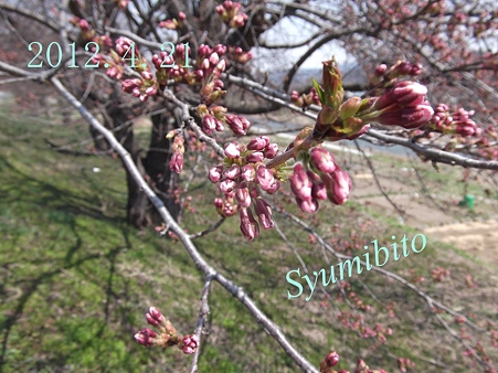 2012.4.21 桜