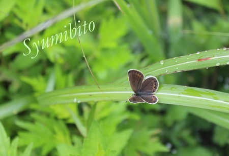シジミチョウ 1