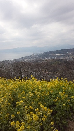 菜の花畑から@吾妻山山頂