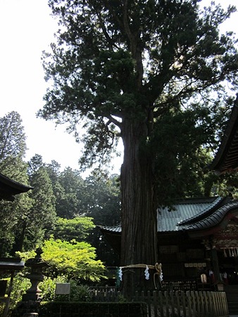 北口本宮富士浅間神社 太郎杉