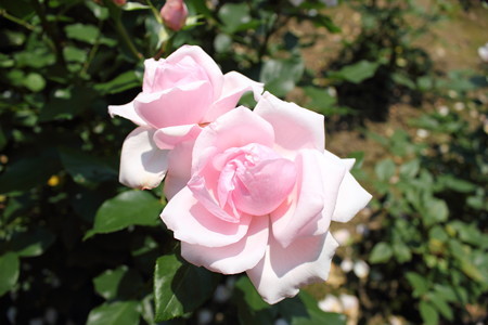 花巻温泉バラ園・2
