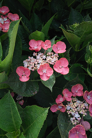 Flower07022011sd15-10