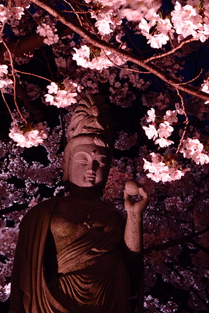 本誓寺の夜桜　06