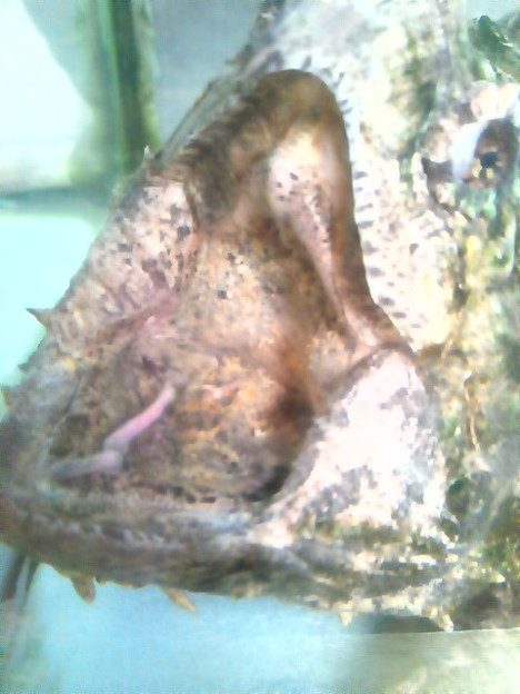 ワニガメの口腔 ミミズみたいなのは肉質突起でありヒラヒラして いる 写真共有サイト フォト蔵
