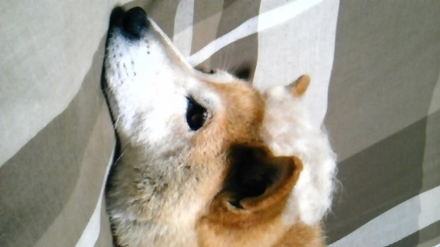 ベートーベンされて落ち込む犬 写真共有サイト フォト蔵