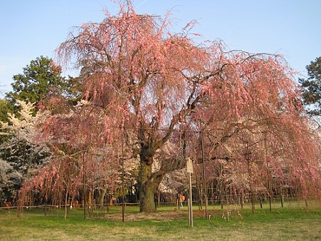 上賀茂神社の斎王桜