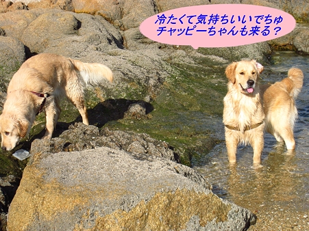 メルモ 101