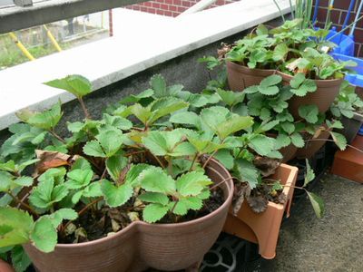 イチゴが一番元気かも