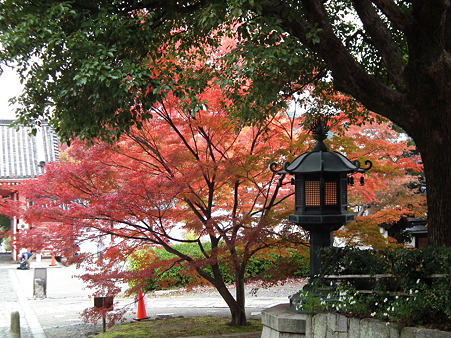 京都 430