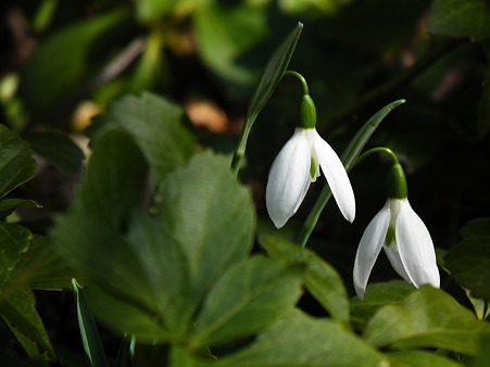 DSCF0208
