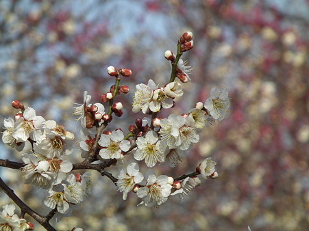 DSCF0148