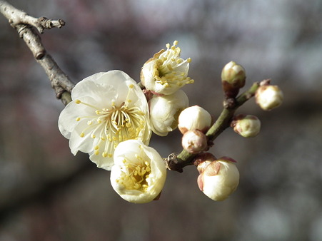 DSCF0216