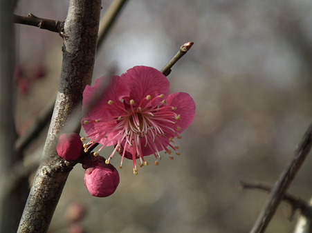 DSCF0242