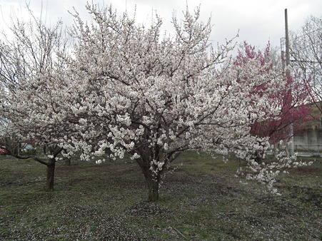 DSCF0065