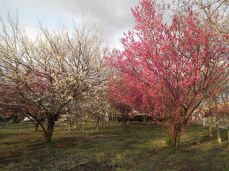 DSCF0218