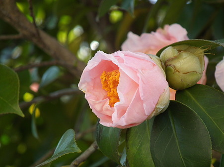 DSCF0090