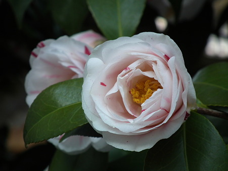 DSCF1030