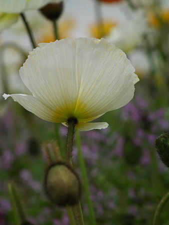 DSCF0480