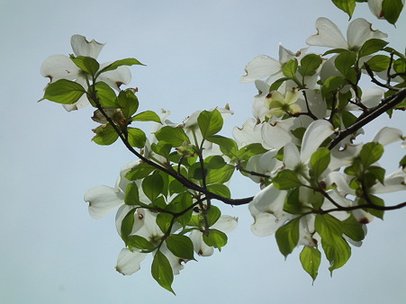 DSCF0156