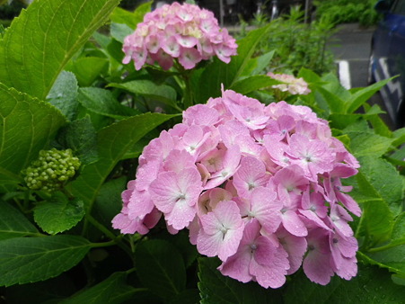 IMGP0020