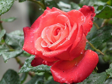 DSCF0049