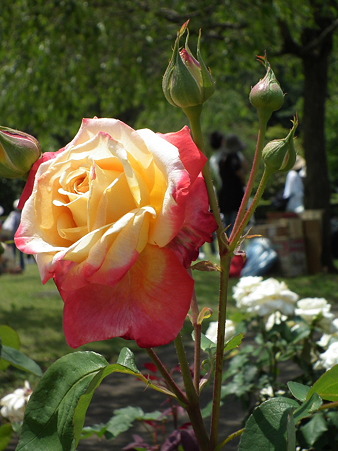 DSCF0079