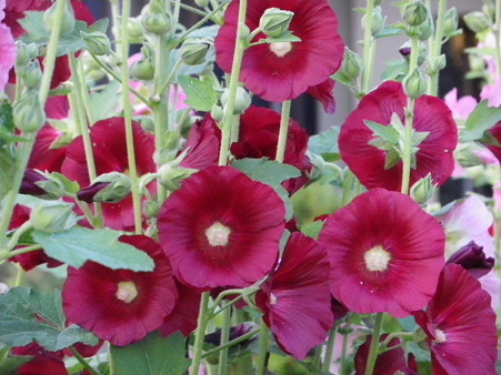 IMGP0202