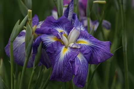 花菖蒲　遊女の姿