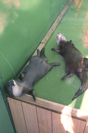 tokyowildlife110924005
