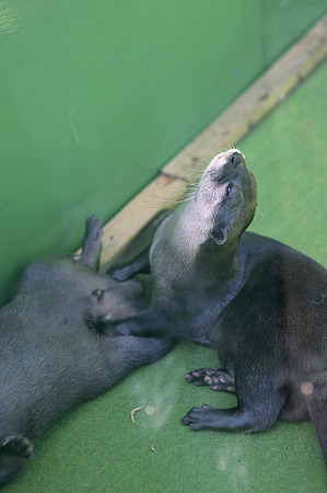 tokyowildlife110924010