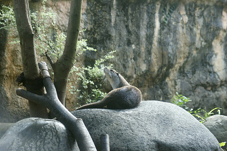 zoorasia110828129