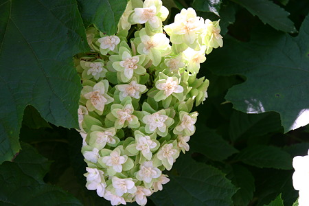 白い花