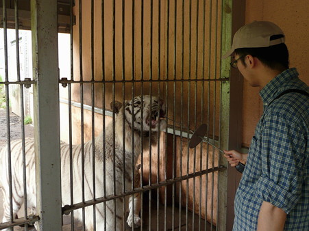 猛獣エサやり体験