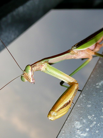 カマキリ