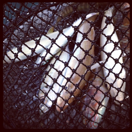魚