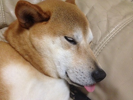 メイン
