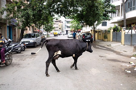 道を渡る牛　＠インド　バンガロール