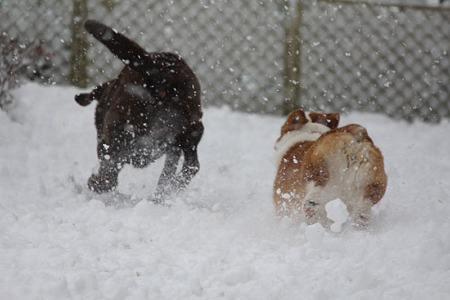 雪をけちらして遊ぶ