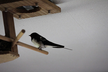 パパのお留守番