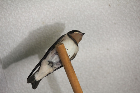 止まり木いいねぇ