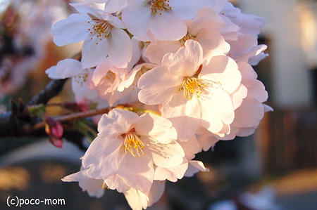桜 2012年04月07日_DSC_0913