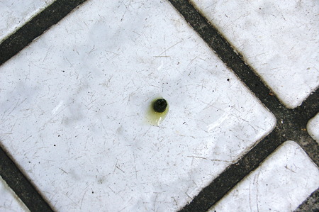2011年09月08日_DSC_1122アゲハの終齢幼虫の便