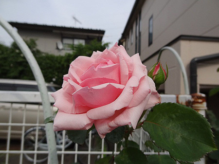 9hago24061501