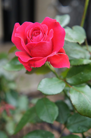9rowai24062201