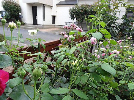 3kurea24070901