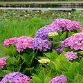 利根町 親水公園の紫陽花