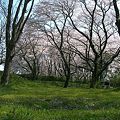 相模川の大島付近の桜2009